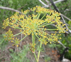 Notobubon laevigatum