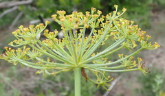 Notobubon laevigatum