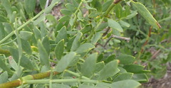 Notobubon laevigatum