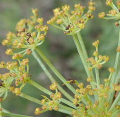 Notobubon laevigatum