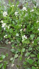 Cochlearia anglica