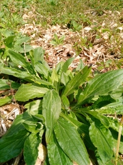 Behenantha