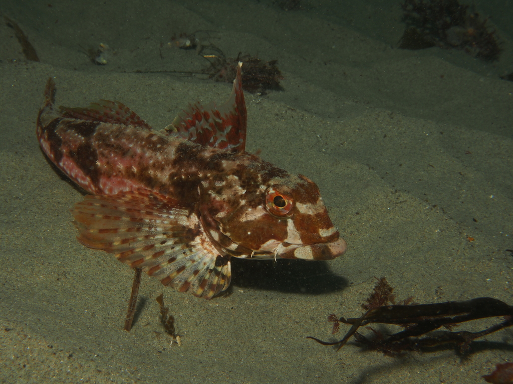 Lavender sculpin (Leiocottus hirundo) — Cottidae