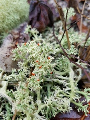 Cladonia leporina