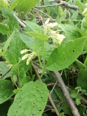 Symphytum bulbosum
