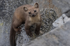 Pacific Marten photo 1