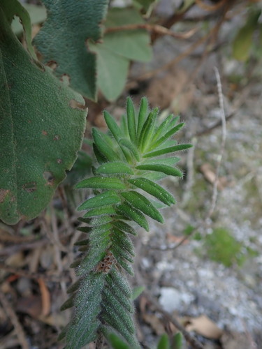 Micromeria pineolens, photograph 4