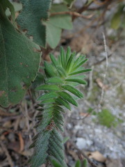 Micromeria pineolens, photograph (c) Daniel Cahen, some rights reserved (CC BY)