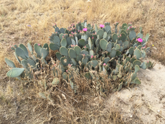 Opuntia basilaris treleasei