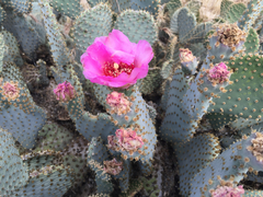 Opuntia basilaris treleasei