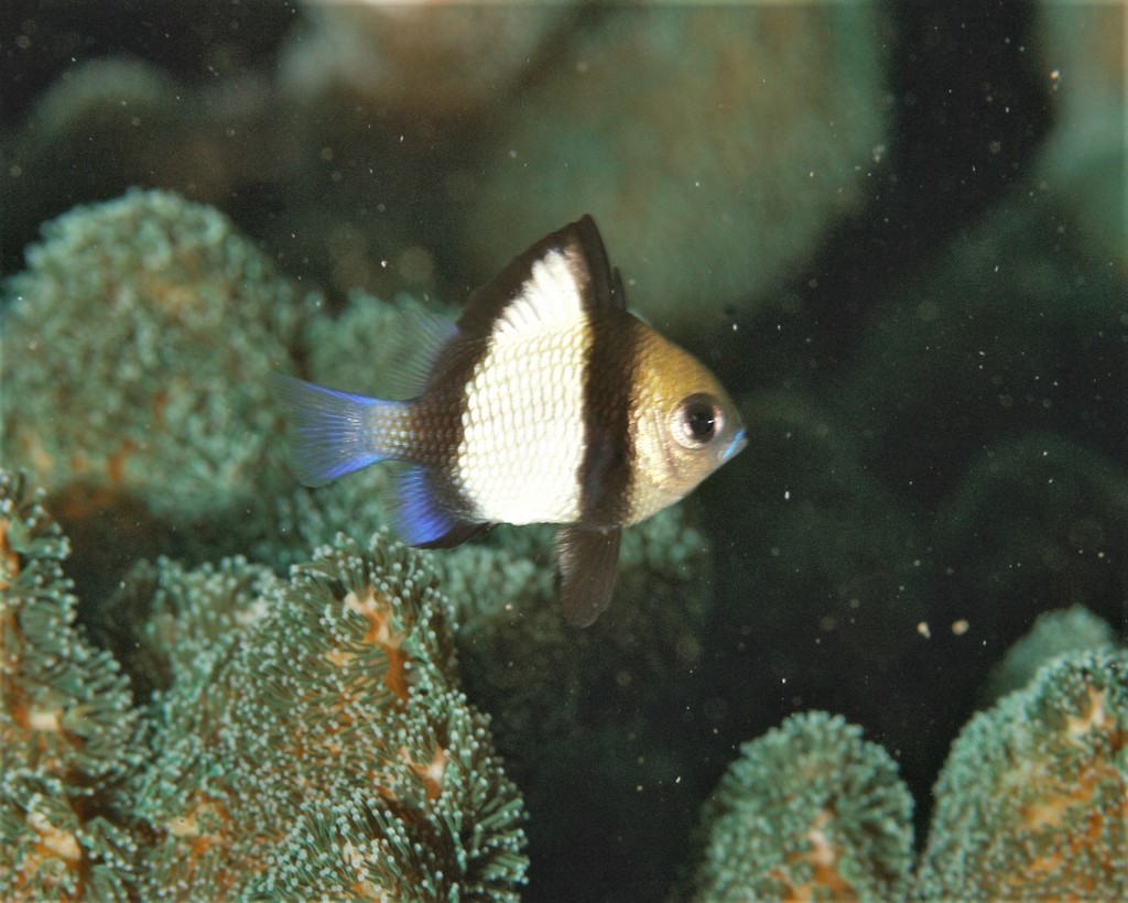 Reticulated Damselfish from 1 Bower Ln, Manly NSW 2095, Australia on