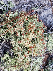 Cladonia leporina