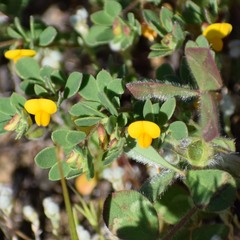 Acmispon wrangelianus