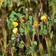 Acmispon wrangelianus