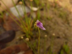 Utricularia caerulea