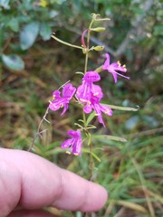 Dicerandra linearifolia