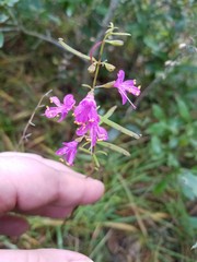 Dicerandra linearifolia