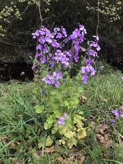 Orychophragmus violaceus