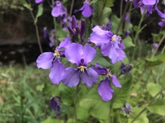 Orychophragmus violaceus