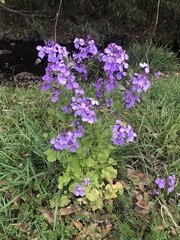 Orychophragmus violaceus