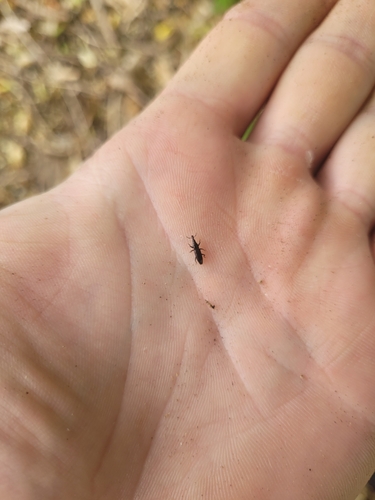 Oxydema longulum, 2024-01-24