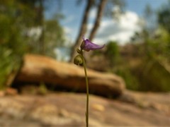 Utricularia caerulea