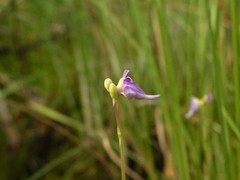 Utricularia caerulea