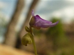 Utricularia caerulea