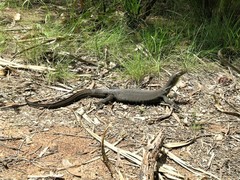 Varanus mertensi