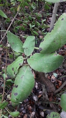 Acrisione denticulata