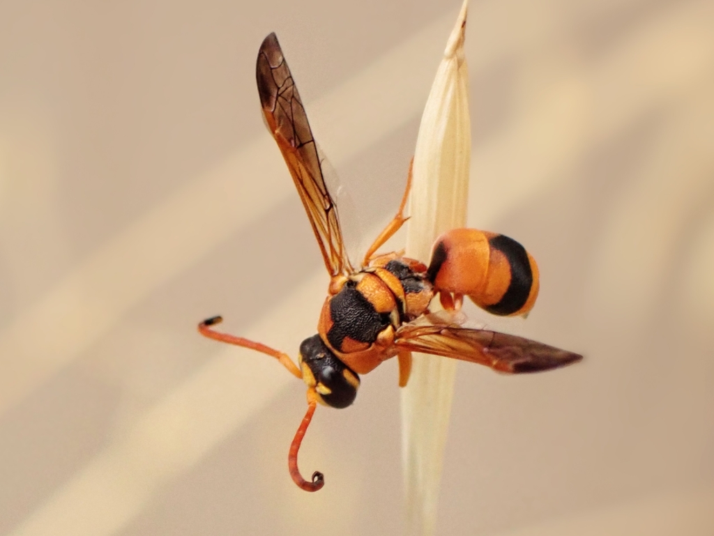 Potter And Mason Wasps In January 2024 By Cinclosoma INaturalist   Large 