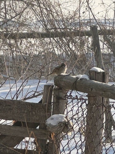 Eurasian Tree Sparrow
