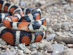 Chihuahuan Mountain Kingsnake photo 5