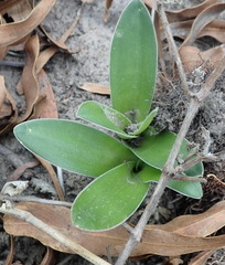 Ornithogalum dubium