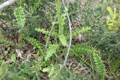 Berkheya carduoides