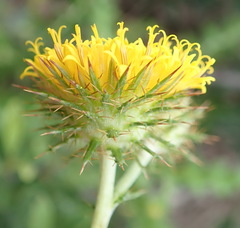 Berkheya carduoides