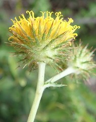 Berkheya carduoides
