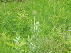 Cirsium texanum