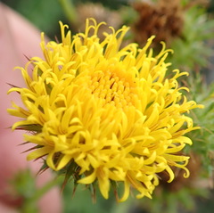 Berkheya carduoides