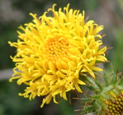 Berkheya carduoides