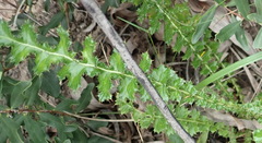 Berkheya carduoides