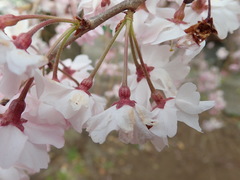 Prunus × yedoensis