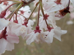 Prunus × yedoensis