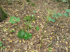 Pleurospermum austriacum
