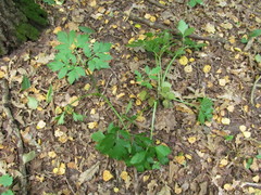 Pleurospermum austriacum