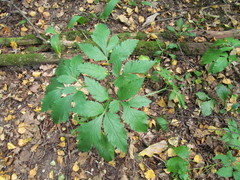 Pleurospermum austriacum