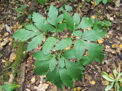 Pleurospermum austriacum