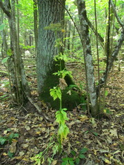 Pleurospermum austriacum