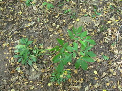 Pleurospermum austriacum