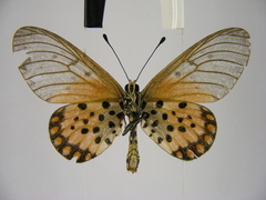 Acraea leucographa